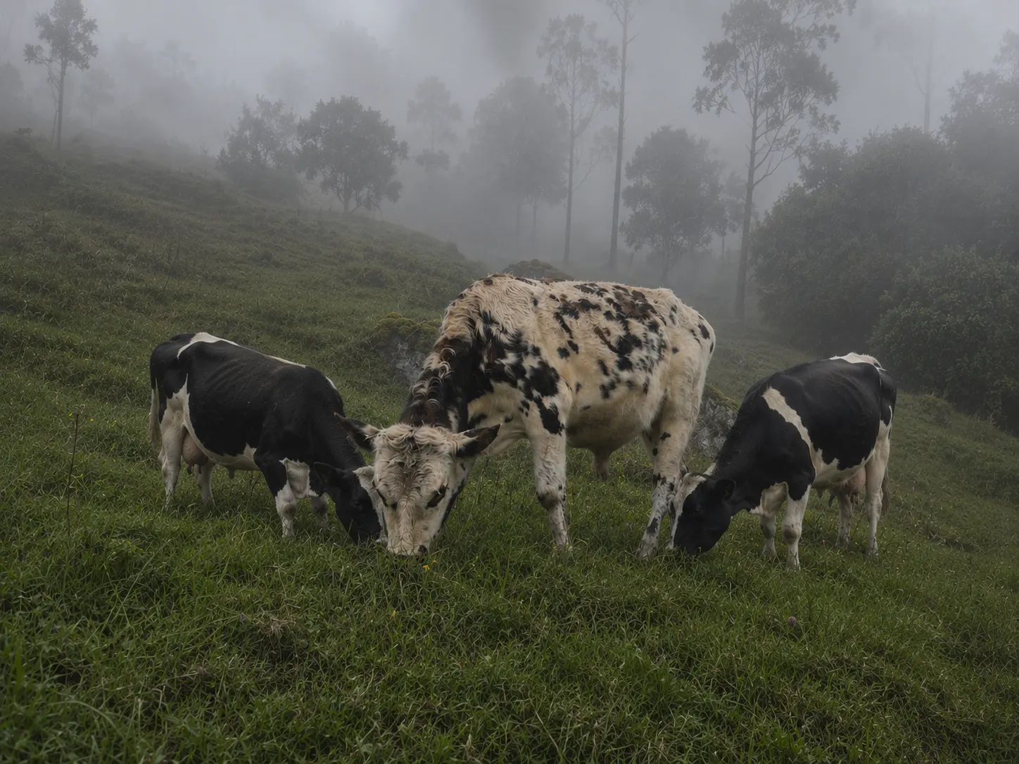 Ganado pastando en la sabana en la niebla
